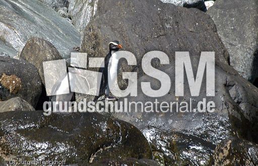 Dickschnabelpinguin (23 von 45).jpg